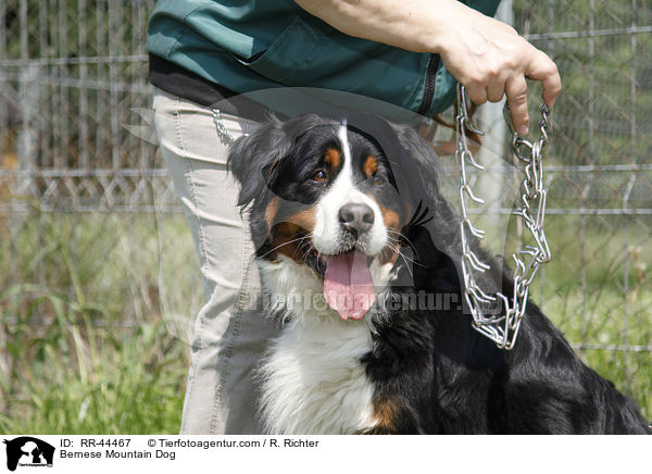 Bernese Mountain Dog / RR-44467
