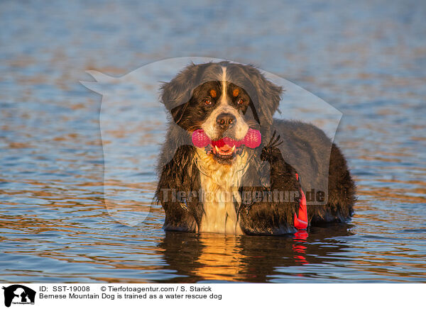 Bernese Mountain Dog is trained as a water rescue dog / SST-19008