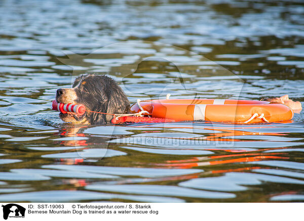 Bernese Mountain Dog is trained as a water rescue dog / SST-19063