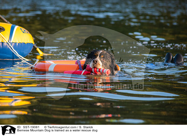 Bernese Mountain Dog is trained as a water rescue dog / SST-19081