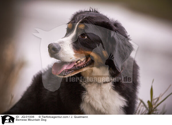Berner Sennenhund / Bernese Mountain Dog / JQ-01006