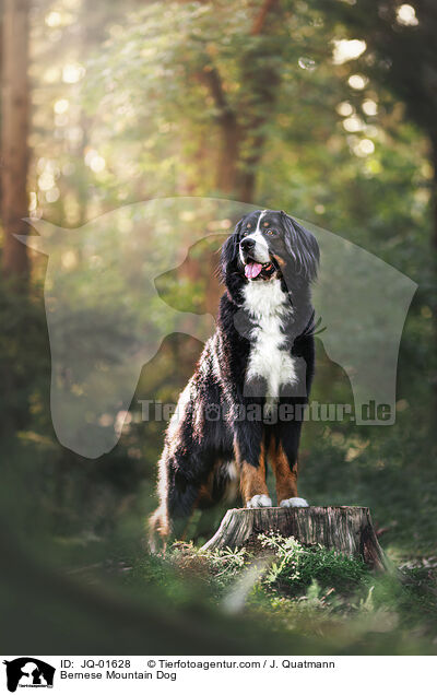Berner Sennenhund / Bernese Mountain Dog / JQ-01628