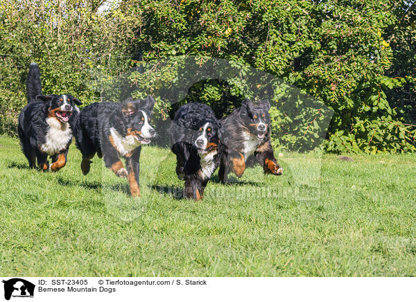 Bernese Mountain Dogs / SST-23405