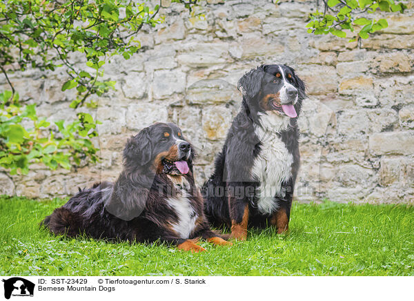 Berner Sennenhunde / Bernese Mountain Dogs / SST-23429
