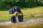 Bernese Mountain Dog is trained as a water rescue dog