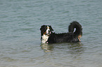 Bernese Mountain Dog in the water