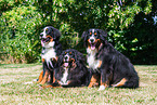 3 Bernese Mountain Dogs