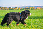 Bernese Mountain Dog mit degenerative myelopathy