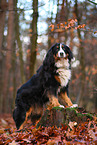 Bernese Mountain Dog