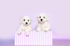 Bichon Frise Puppies in a box
