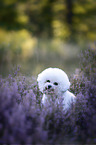 Bichon Frise in the heather