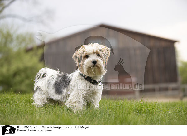Biewer Terrier in summer / JM-11020