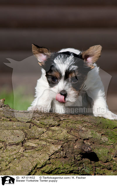 Biewer Yorkshire Terrier puppy / KF-01402