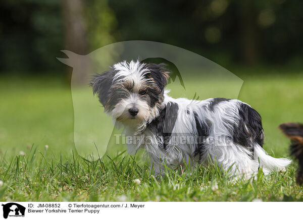 Biewer Yorkshire Terrier Puppy / JM-08852