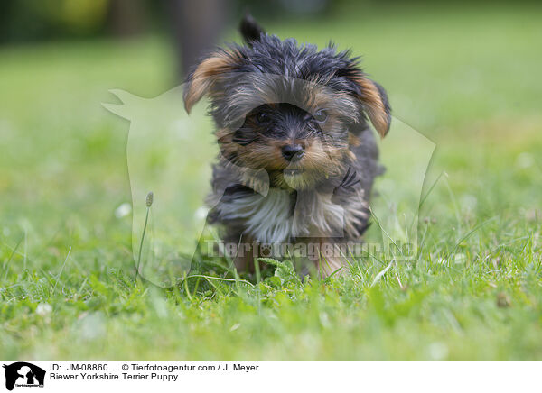 Biewer Yorkshire Terrier Puppy / JM-08860