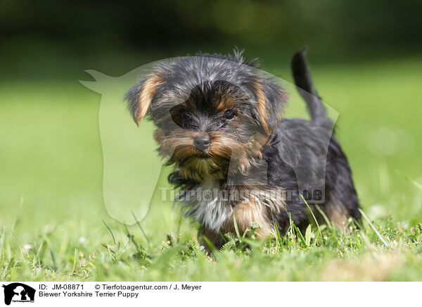 Biewer Yorkshire Terrier Puppy / JM-08871