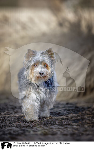 small Biewer Yorkshire Terrier / MAH-02481