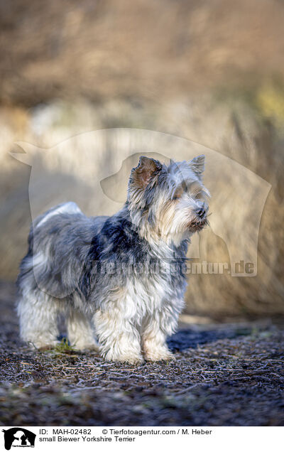 small Biewer Yorkshire Terrier / MAH-02482