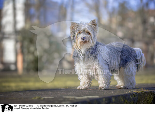 small Biewer Yorkshire Terrier / MAH-02485