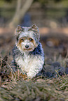 small Biewer Yorkshire Terrier