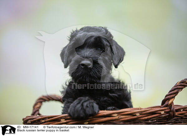 Black russian terrier puppy in basket / MW-17141