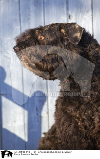 Black Russian Terrier / JM-06443