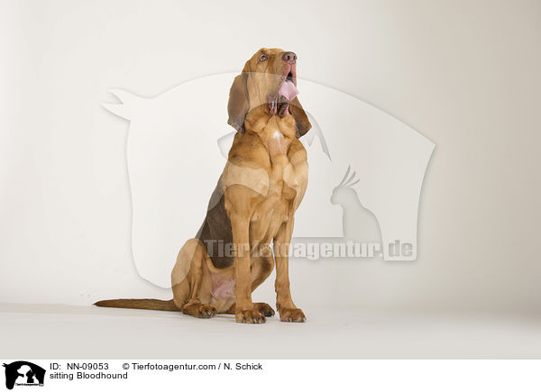 sitting Bloodhound / NN-09053
