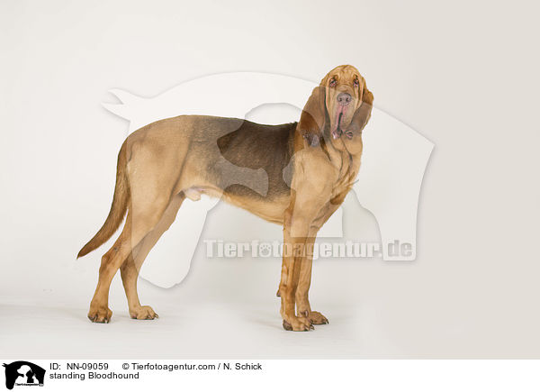 standing Bloodhound / NN-09059