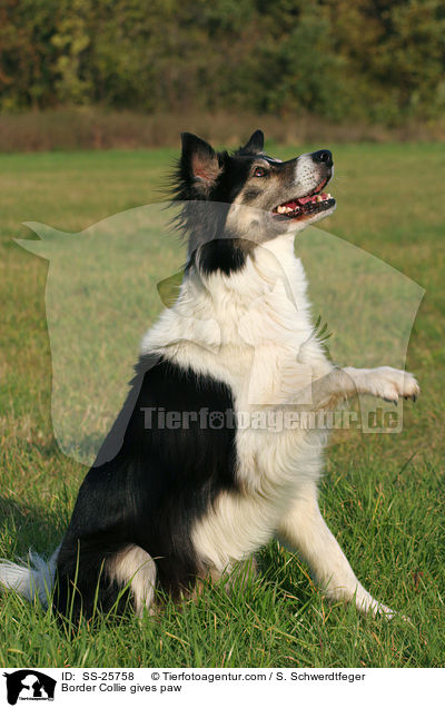 Border Collie gives paw / SS-25758