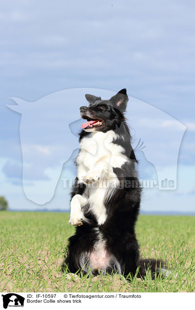 Border Collie shows trick / IF-10597