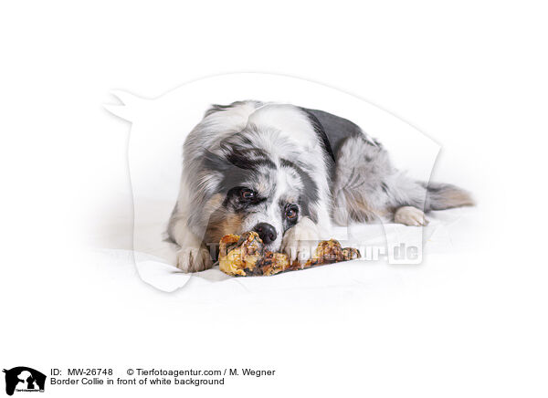 Border Collie in front of white background / MW-26748