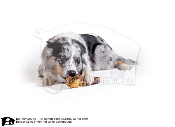 Border Collie in front of white background / MW-26749