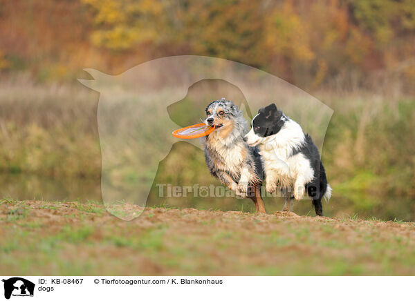 dogs / KB-08467