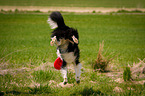 Border Collie catches Frisbee