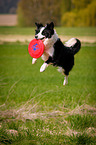 Border Collie catches Frisbee