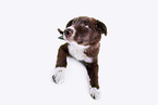 Border Collie puppy in front of white background