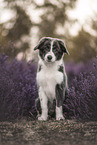 young Border Collie