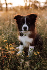 Border Collie Puppy