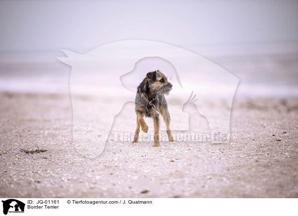 Border Terrier / JQ-01161