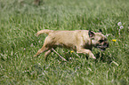 running Border Terrier
