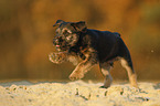 Border Terrier Puppy