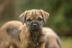 Border Terrier puppy