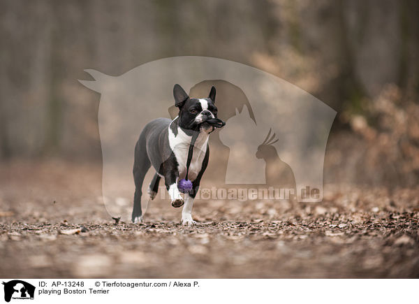 spielender Boston Terrier / playing Boston Terrier / AP-13248