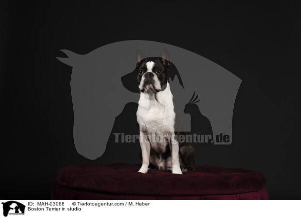 Boston Terrier in studio / MAH-03068
