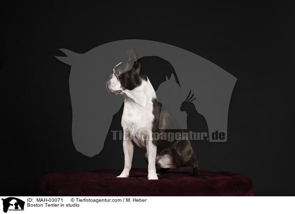 Boston Terrier in studio / MAH-03071