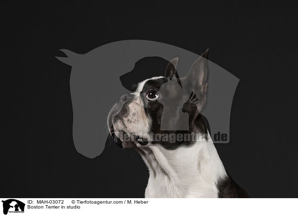 Boston Terrier in studio / MAH-03072