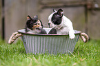 Kitten and Boston Terrier Puppy
