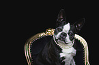 Boston Terrier portrait