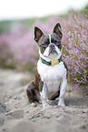 Boston Terrier in the heather