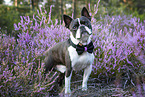 Boston Terrier in the heather